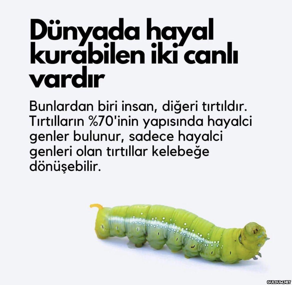 Ece Üner mi verdi bu...