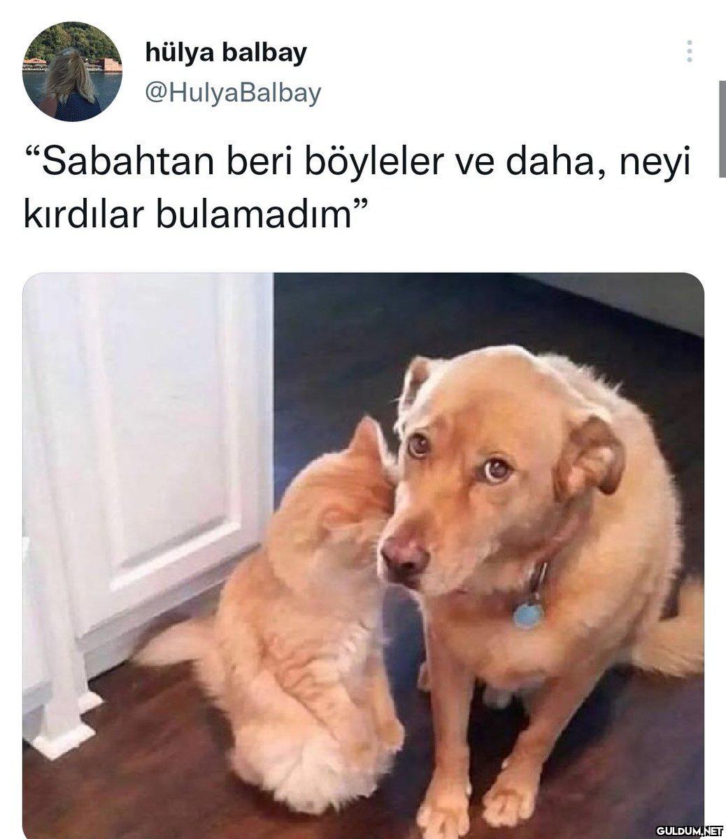 Ahajaisbsksn    hülya...