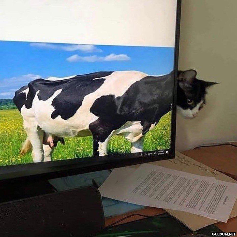 anlamsız fotoğraflar 23737  Kaynak