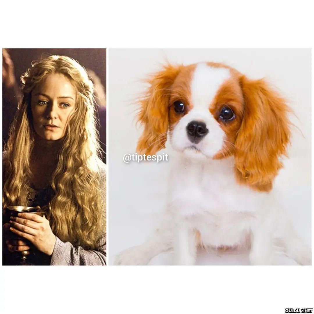 Lord of The Dogs  ...