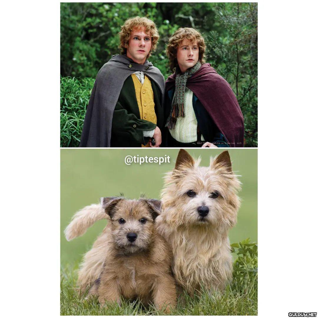 Lord of The Dogs  ...