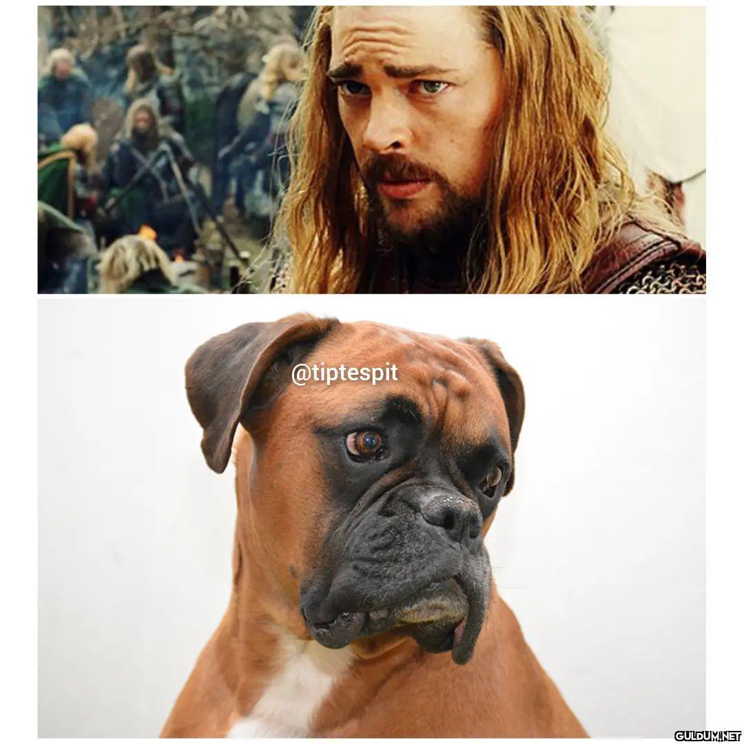 Lord of The Dogs  ...