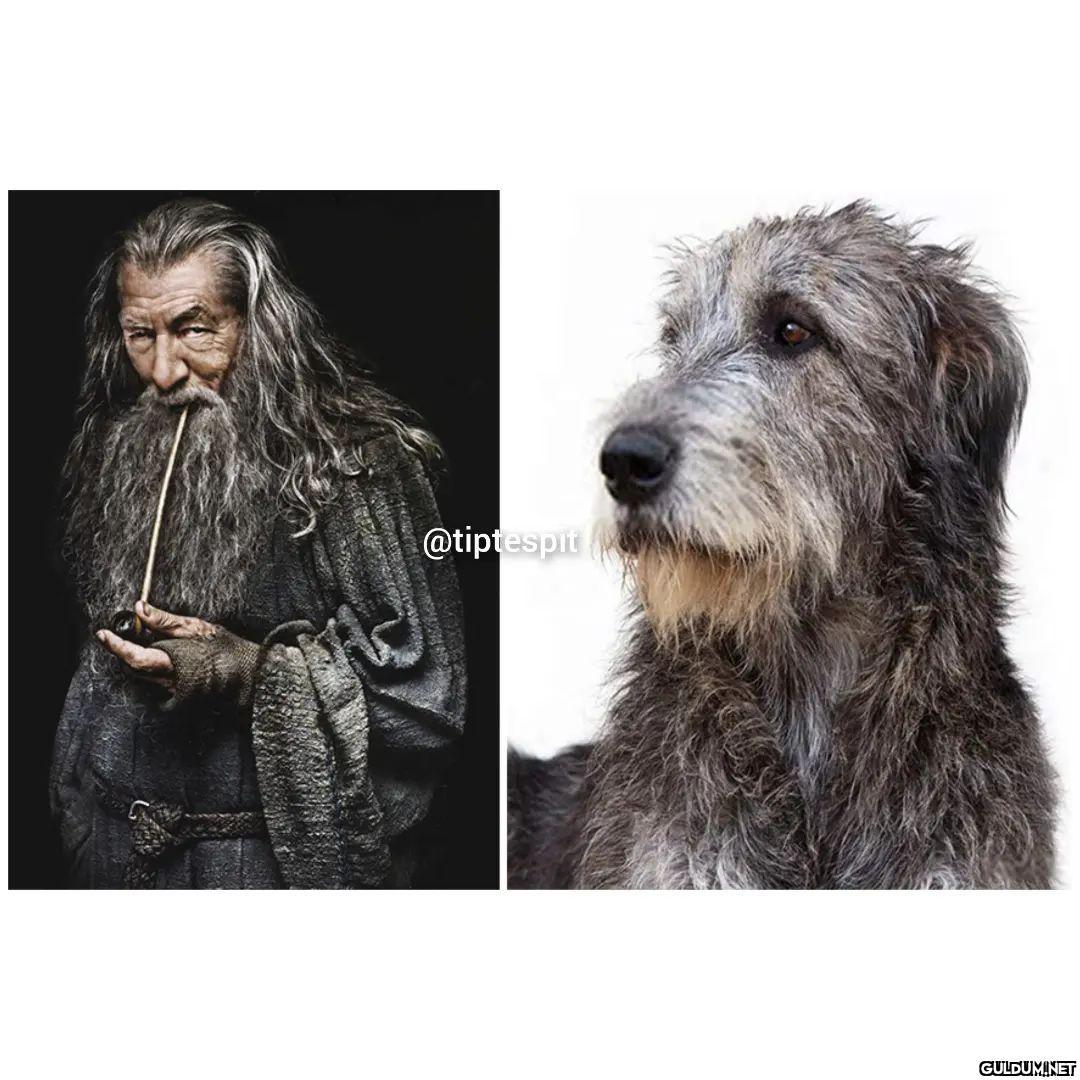 Lord of The Dogs  ...
