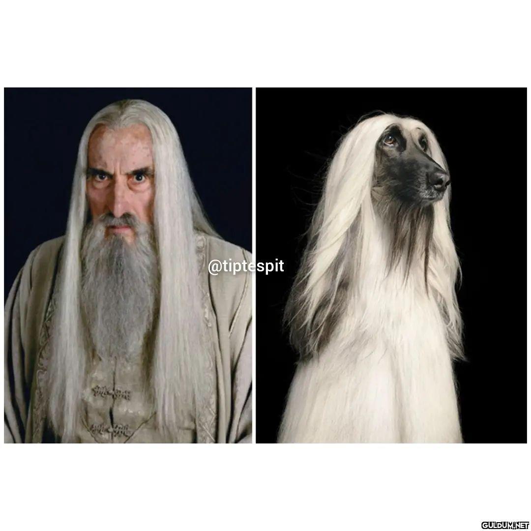 Lord of The Dogs  ...