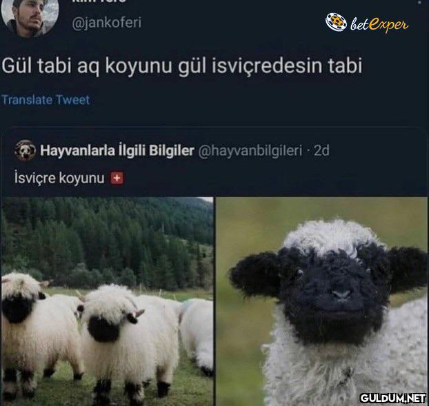 @jankoferi   Gül tabi aq...