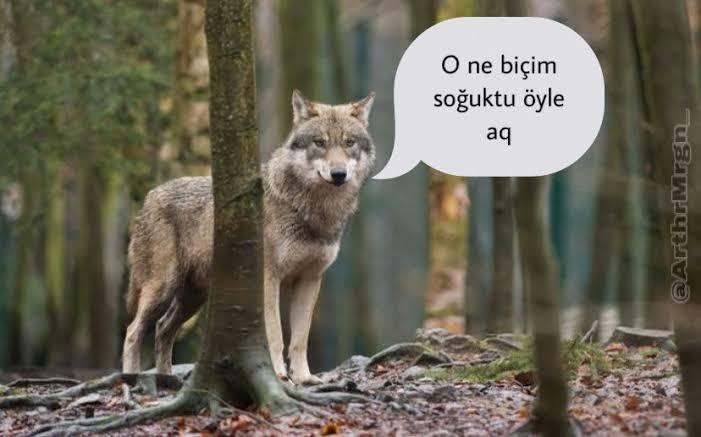 tam şu ayarda bir kış...