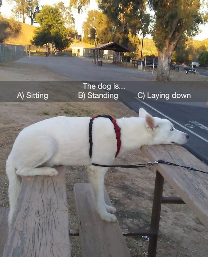 All of the above @barked...