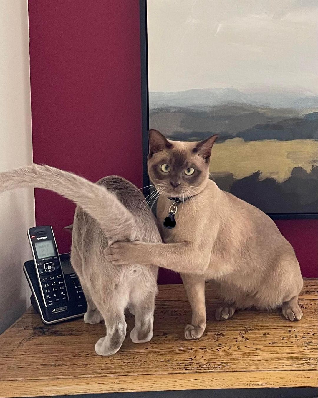 Don't look!😾 📸...