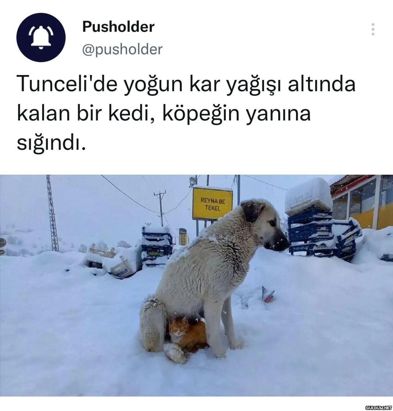 Pusholder @pusholder...