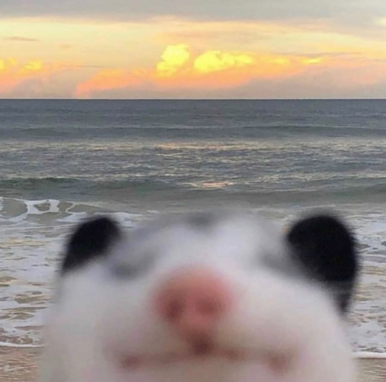 @eat_trsh 🦝🦝🦝  Kaynak