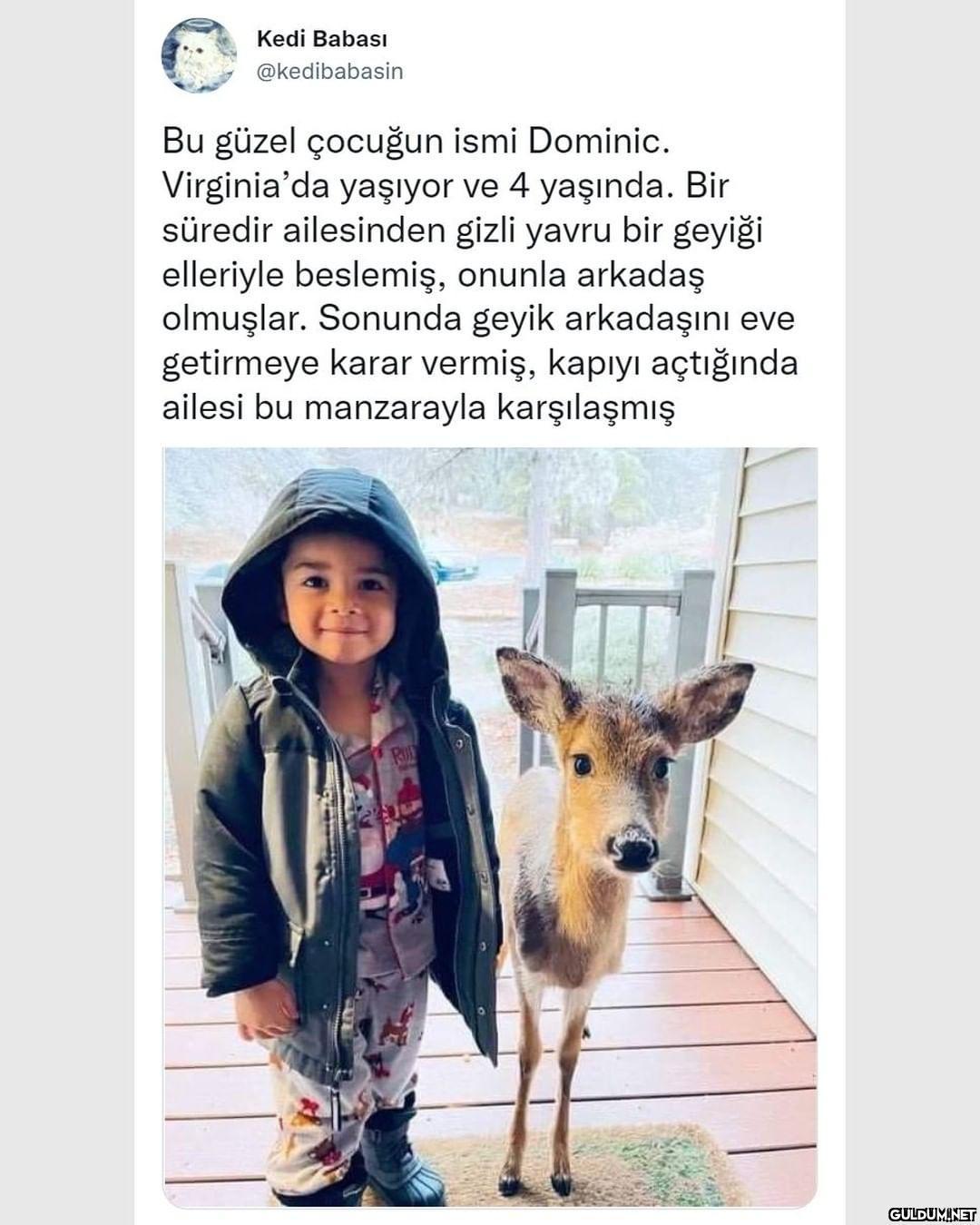 Kedi BabasıI @kedibabasin...