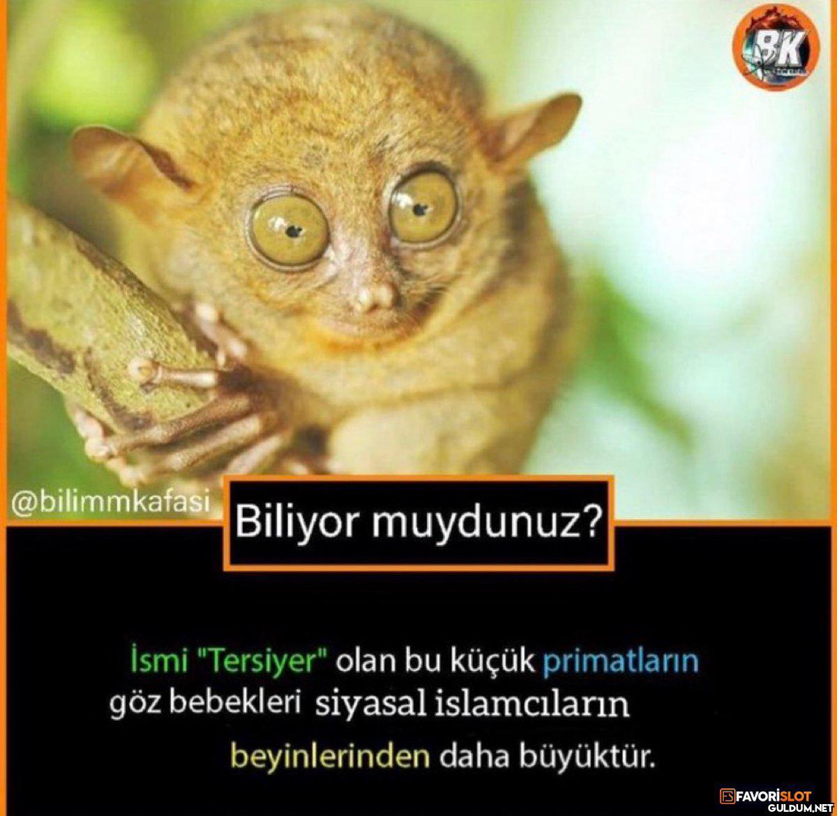 SK @bilimmkafasi Biliyor...