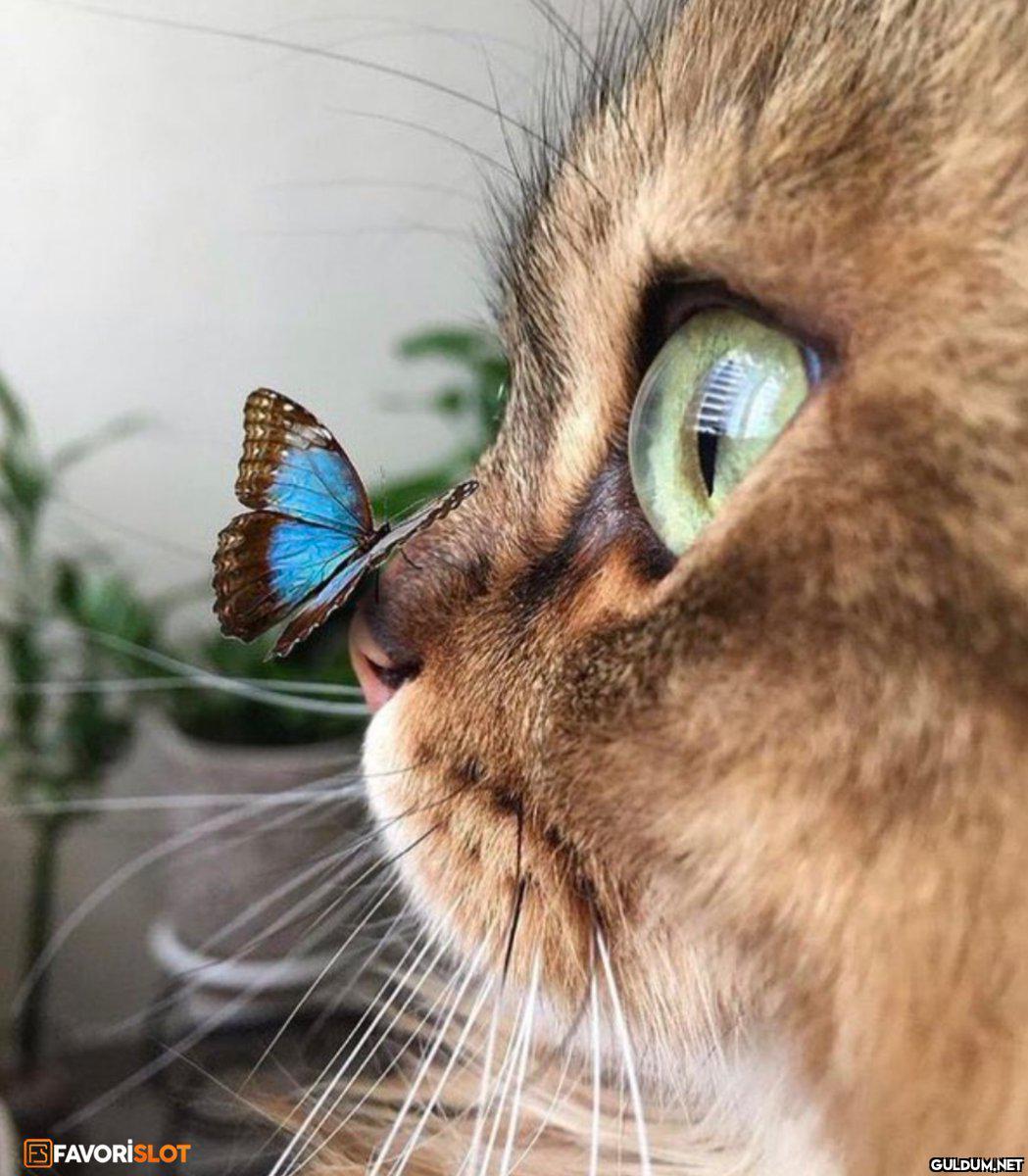 Şunun güzelliğine bakın 🥰 ...