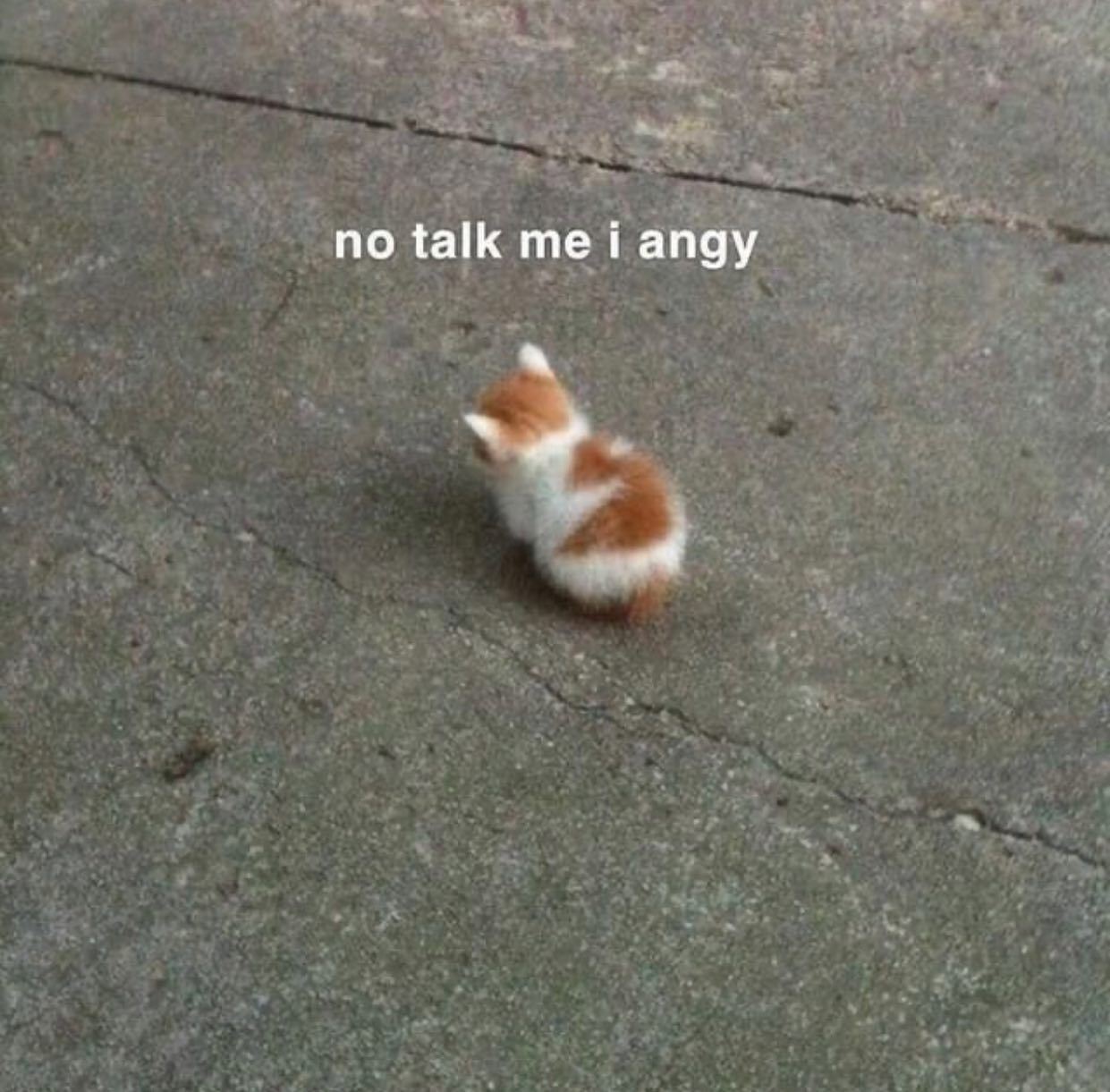 @someones.therapist 🐈  Kaynak