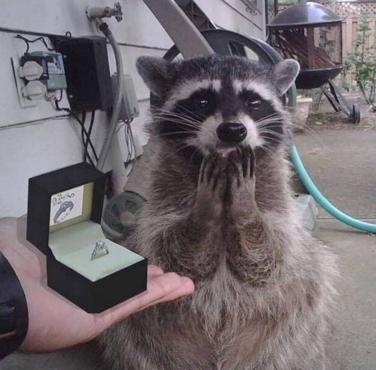 @eat_trsh 🦝  Kaynak
