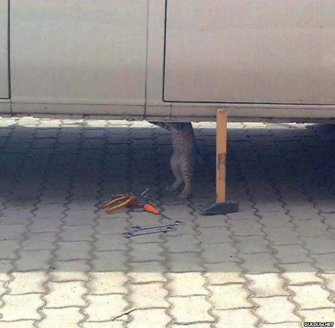 İşinde gücünde kediler.....
