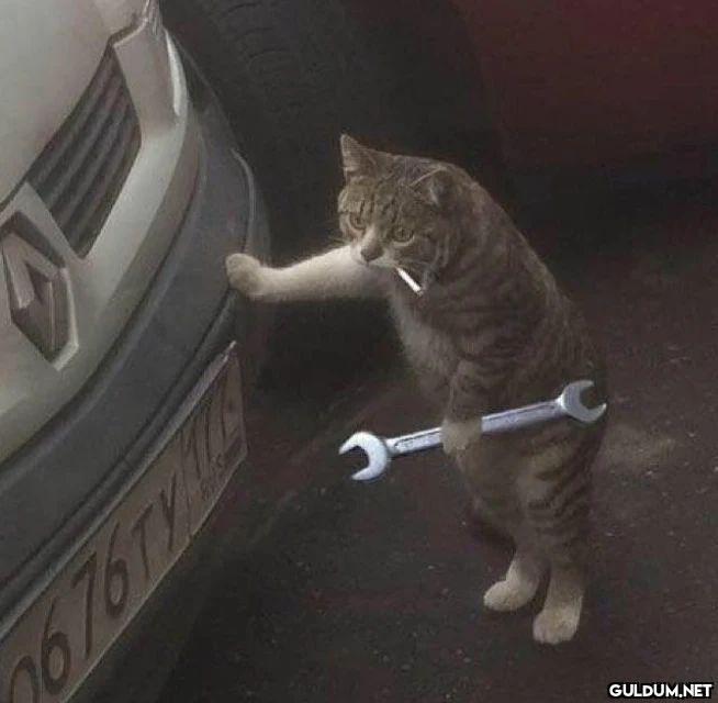 İşinde gücünde kediler.....