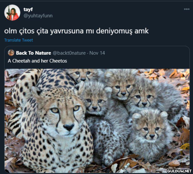 tayf @yuhtayfunn 000 olm...