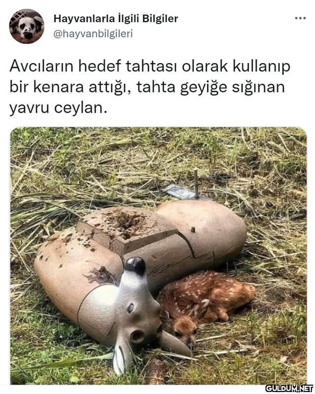 Hayvanlarla İlgili...