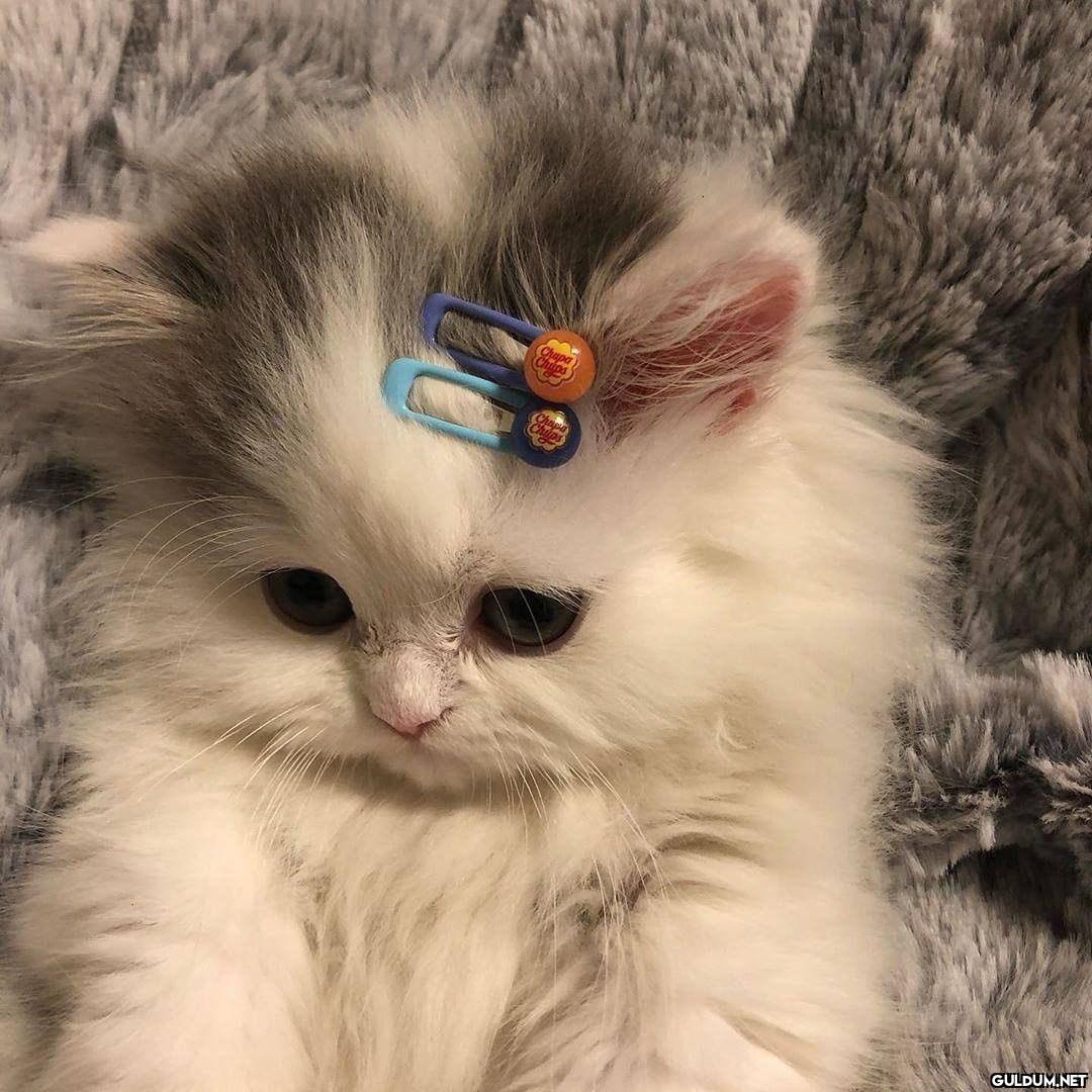 Olalım bakalım pamuk 🥰   ...