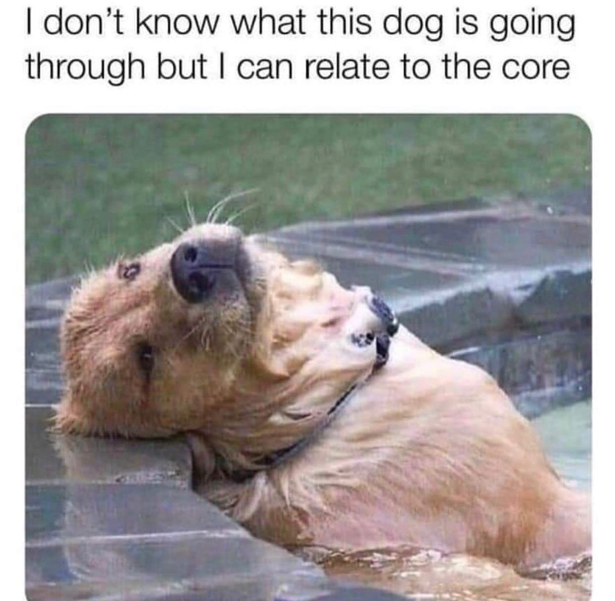 @someones.therapist 🐶  Kaynak