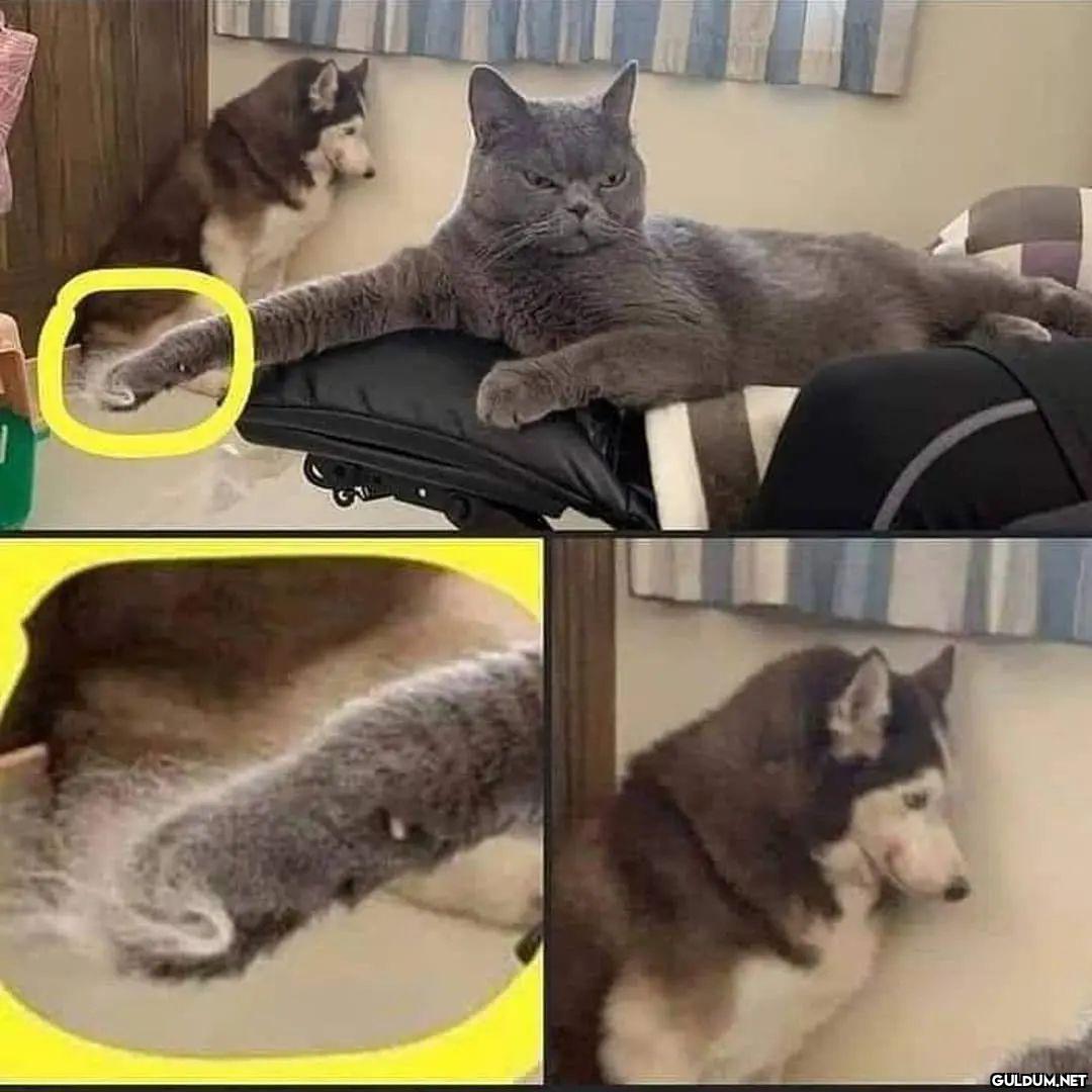 Eşkıya dünyaya hükümdar...