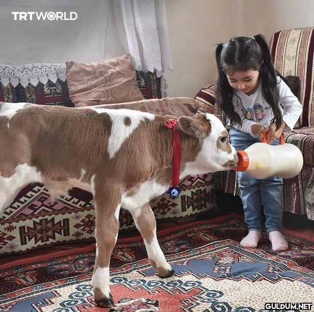 Sivas’ta prematüre doğan...