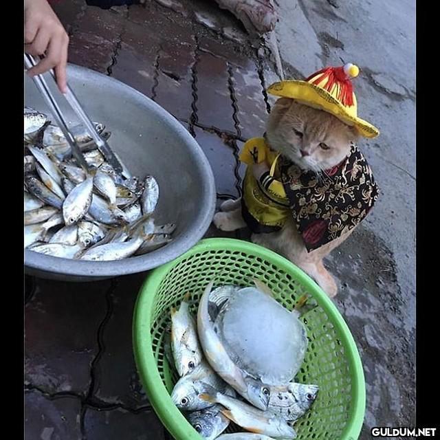 Pazarda bile tarzından...