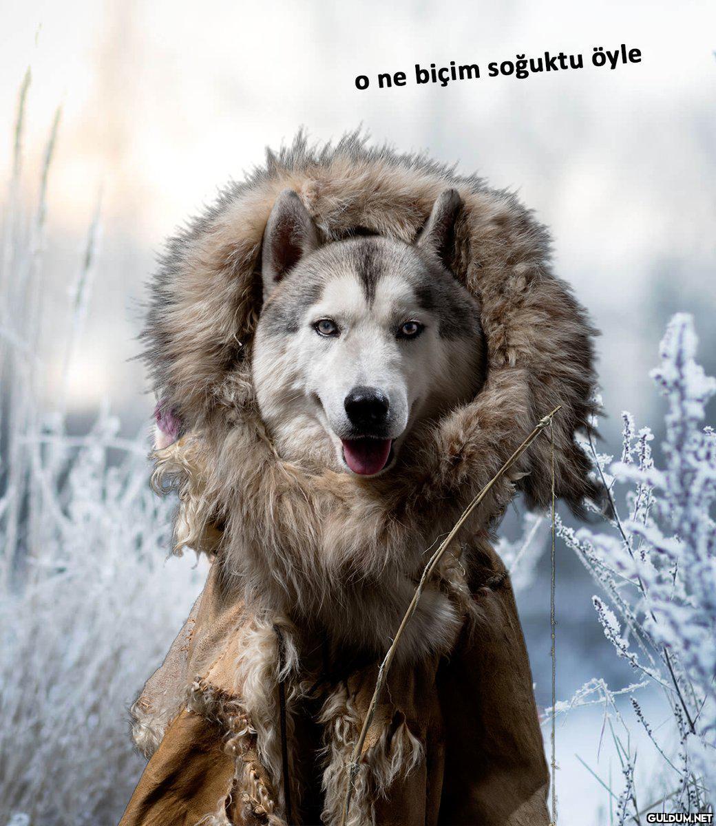 o ne biçim soğuktu öyle    Kaynak