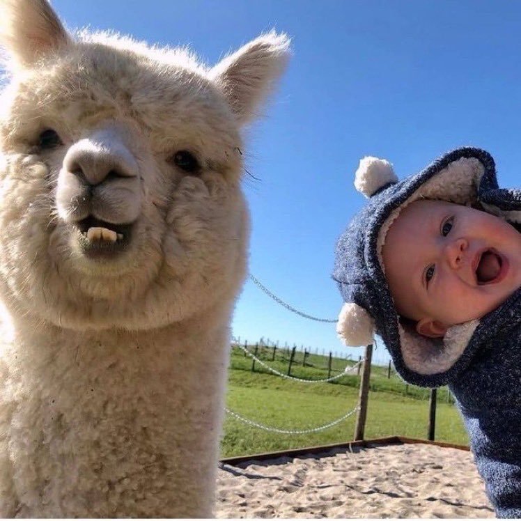 Aşırı pozitif 🦙🦙    Kaynak