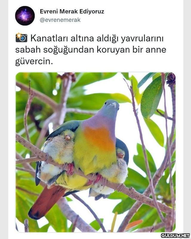 Evreni Merak Ediyoruz...