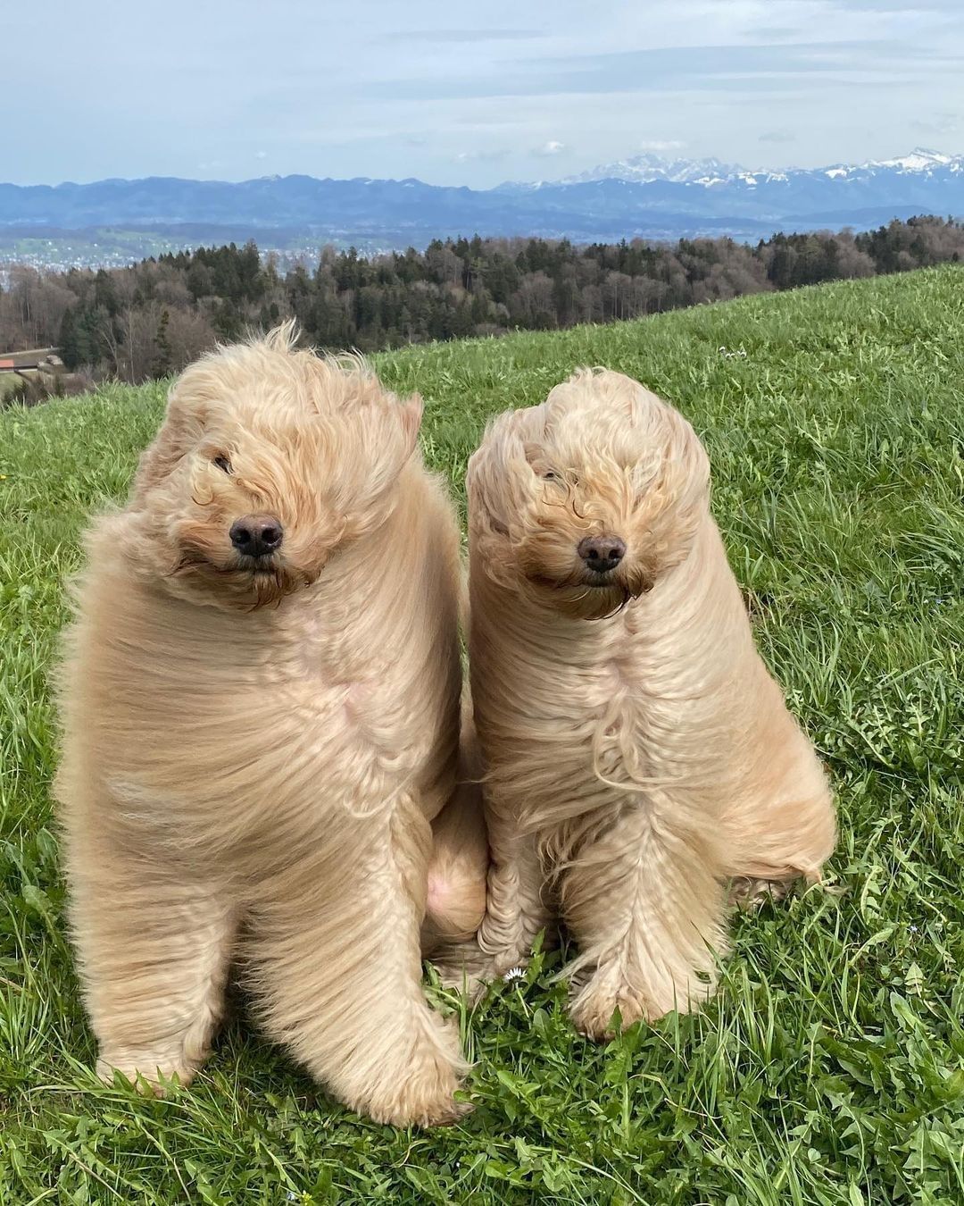 heckin wind ruins our...