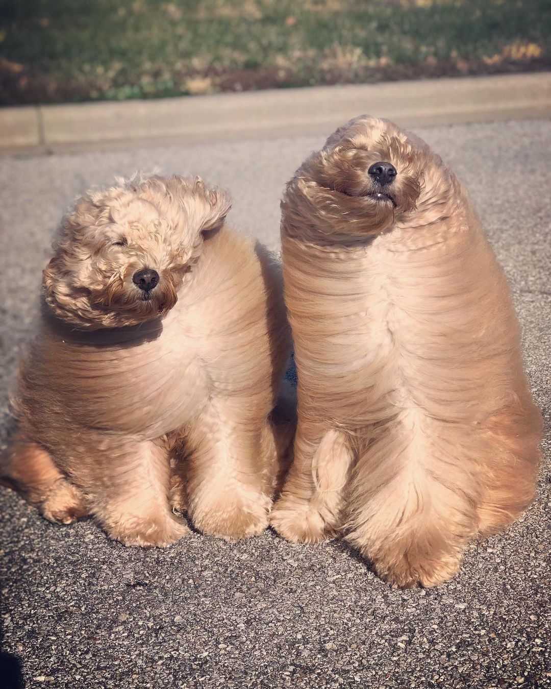 heckin wind ruins our...