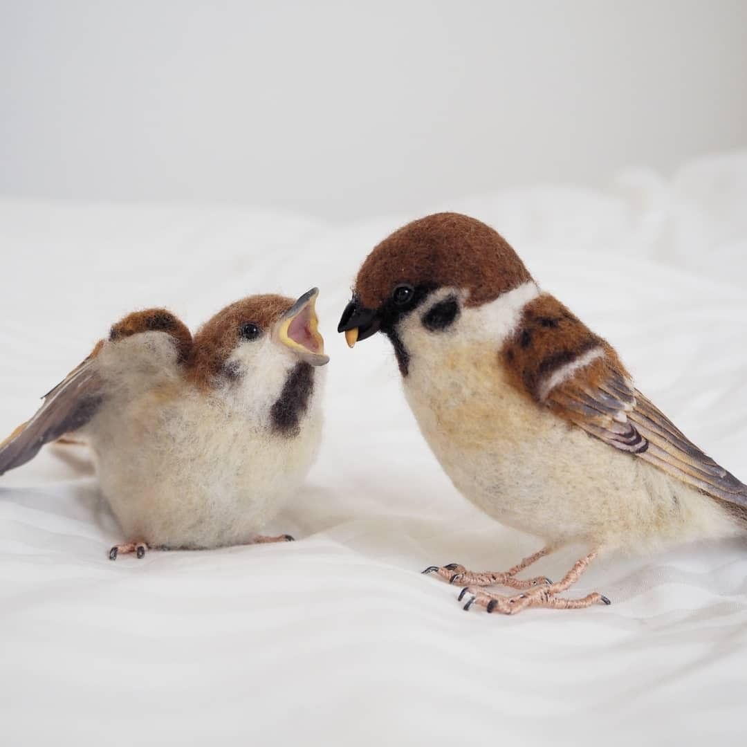 Cute needle felted birbs 📸...