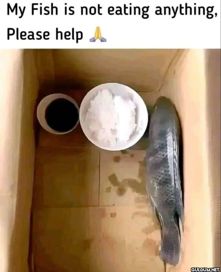 My Fish is not eating...