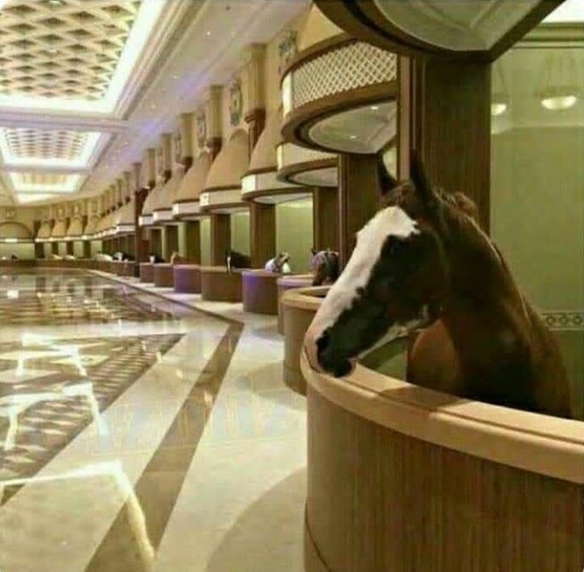 🐴 Dubai'de bir At ahırı.    Kaynak