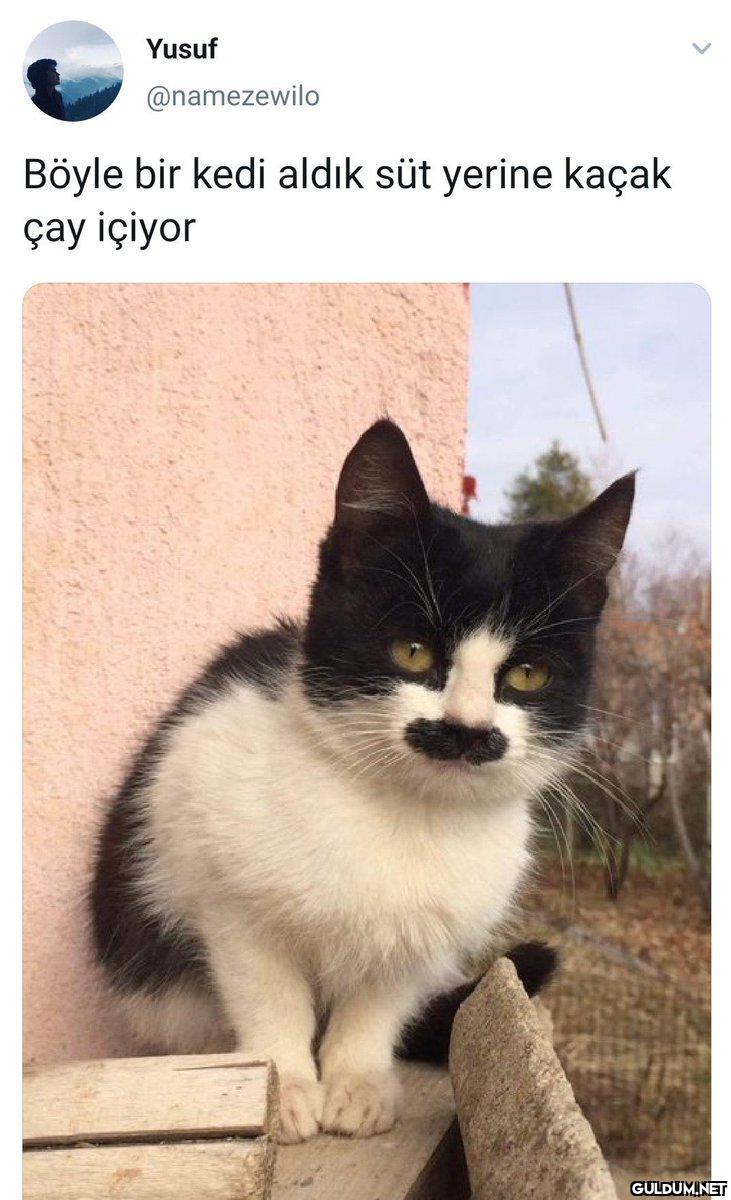 Sfjsjdjfjsjajshahja   ...