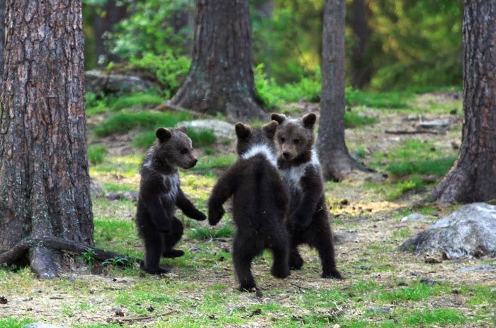 Finlandiya'da dans eden...