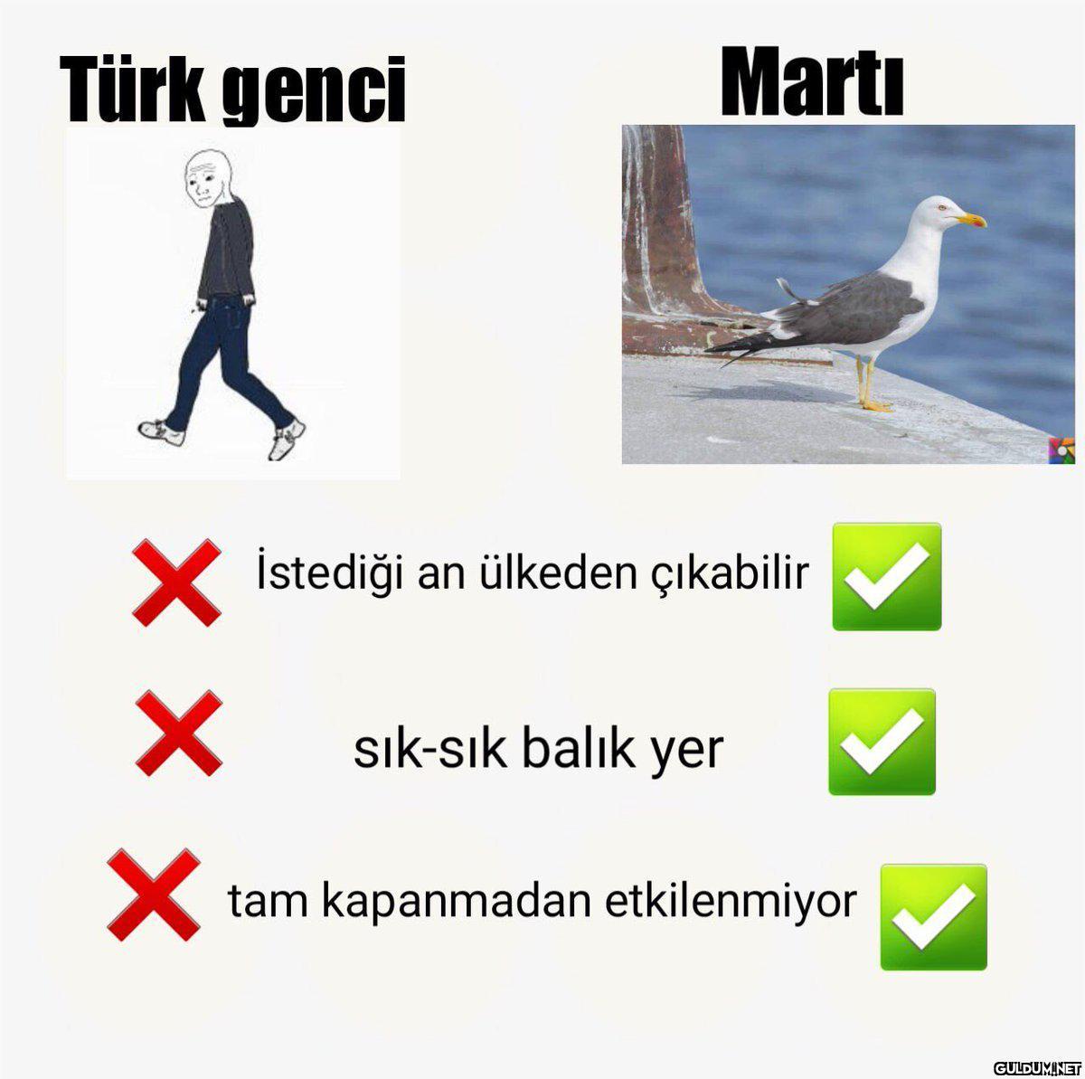 Türk genci Martı İstediği...
