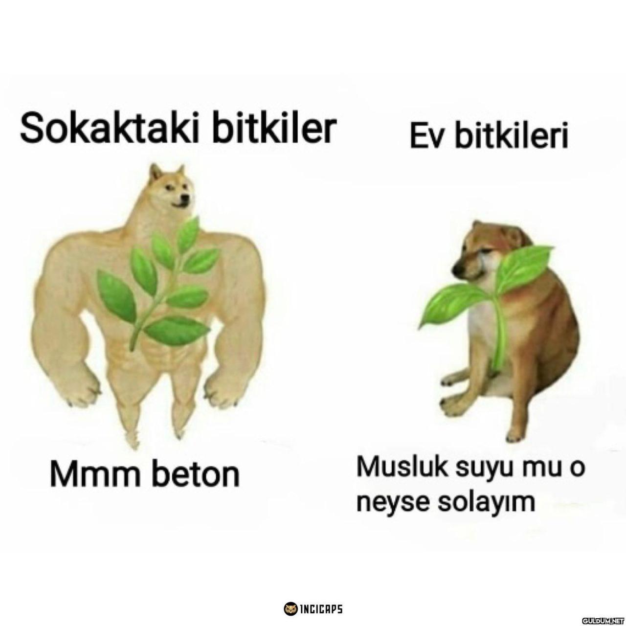 Sokaktaki bitkiler Ev...