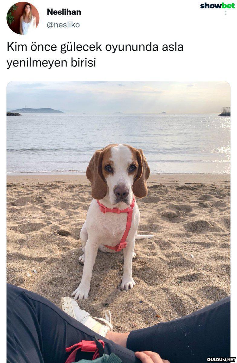 Ahahjsnsnndd    showbet...