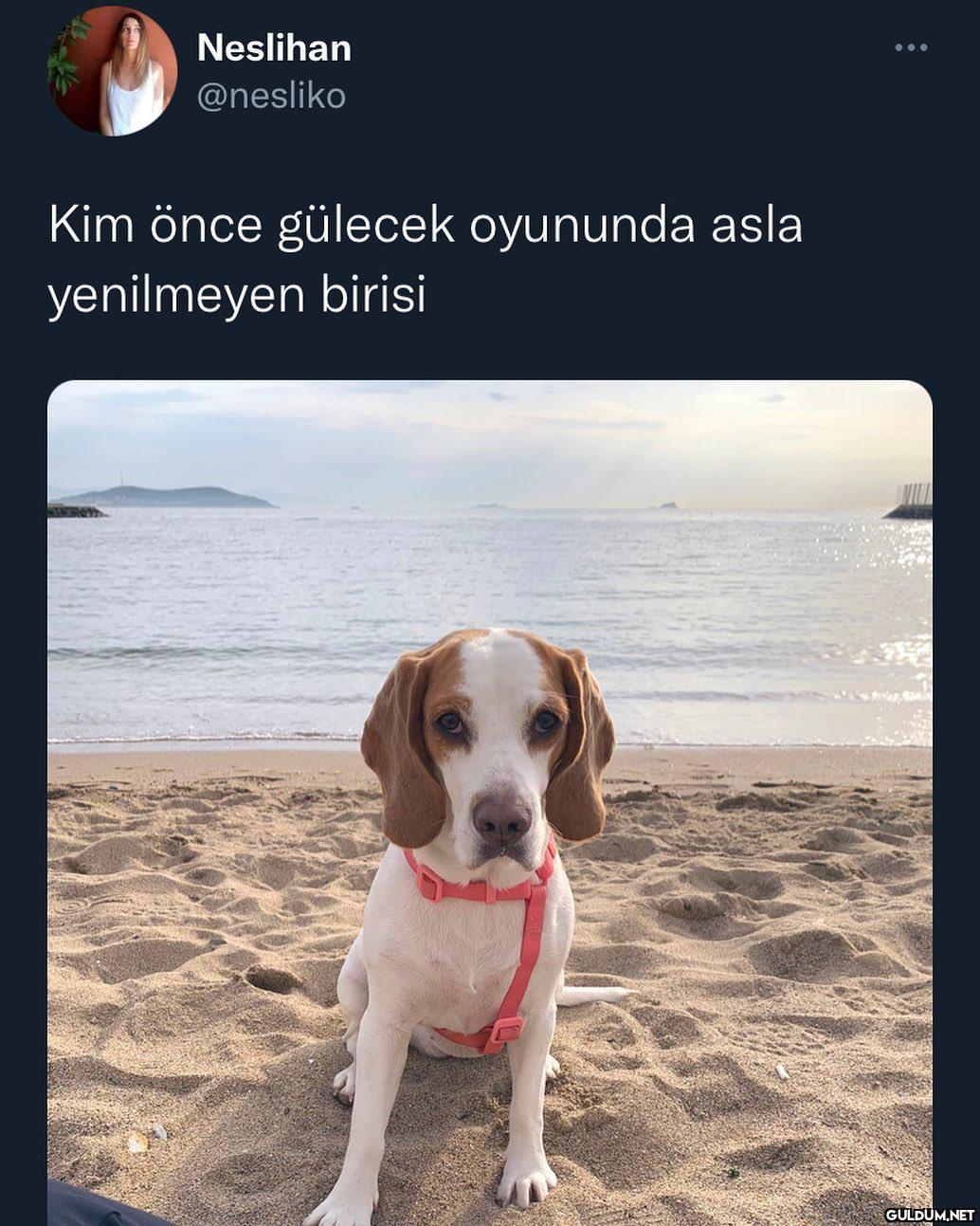 Neslihan ... @nesliko Kim...