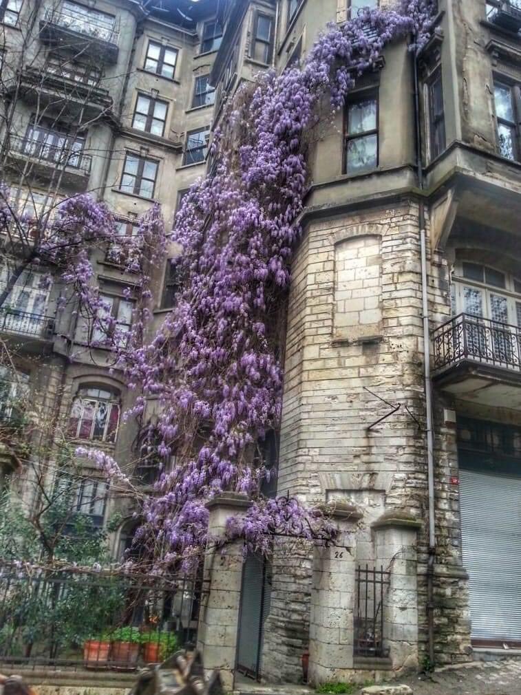 Taksim'de sarıcazade...