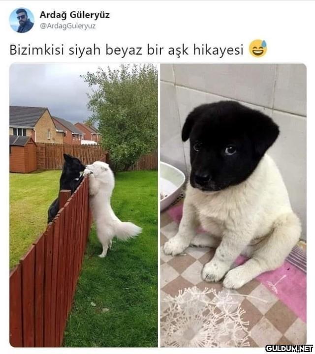 Ardağ Güleryüz...