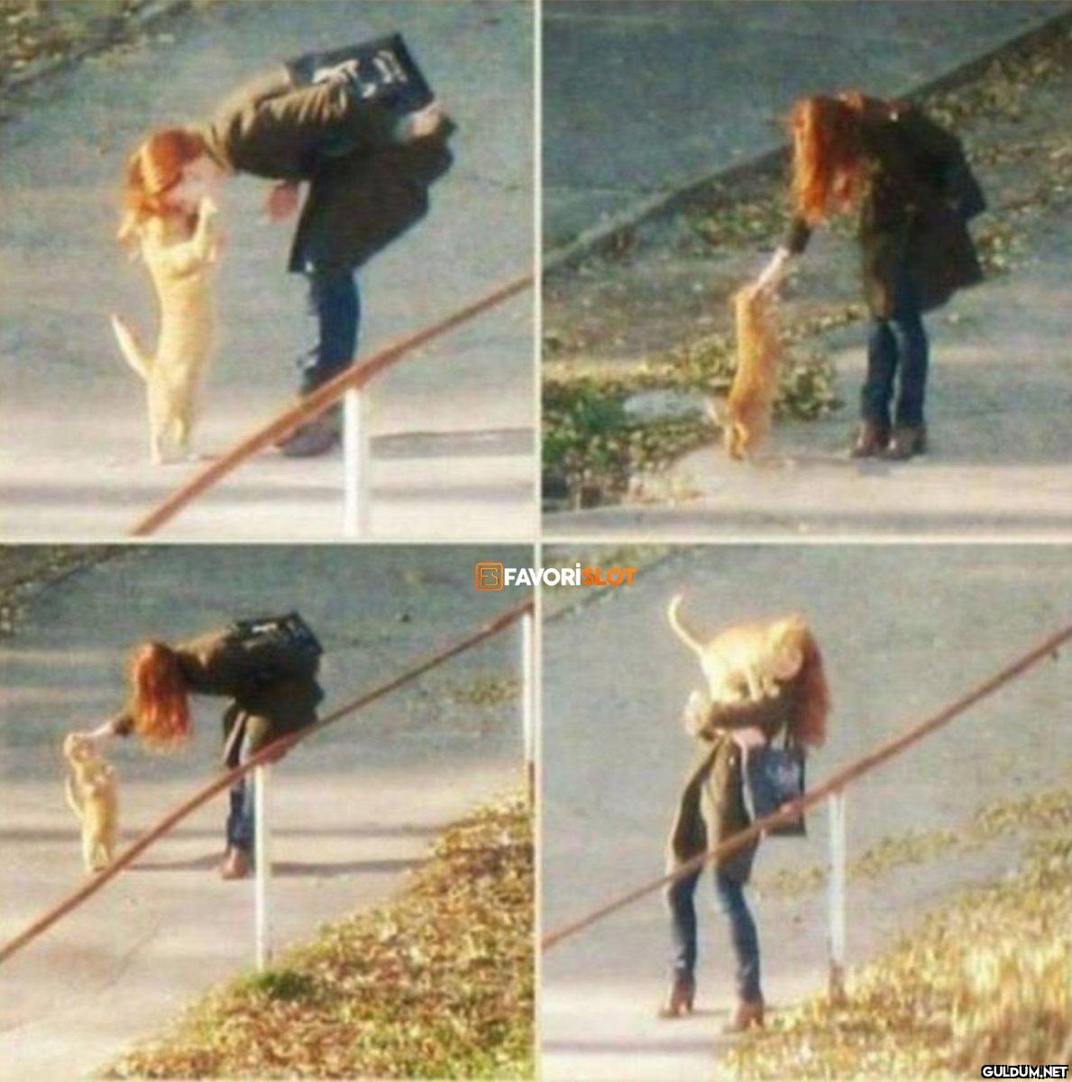 Yolda yürürken kedi...