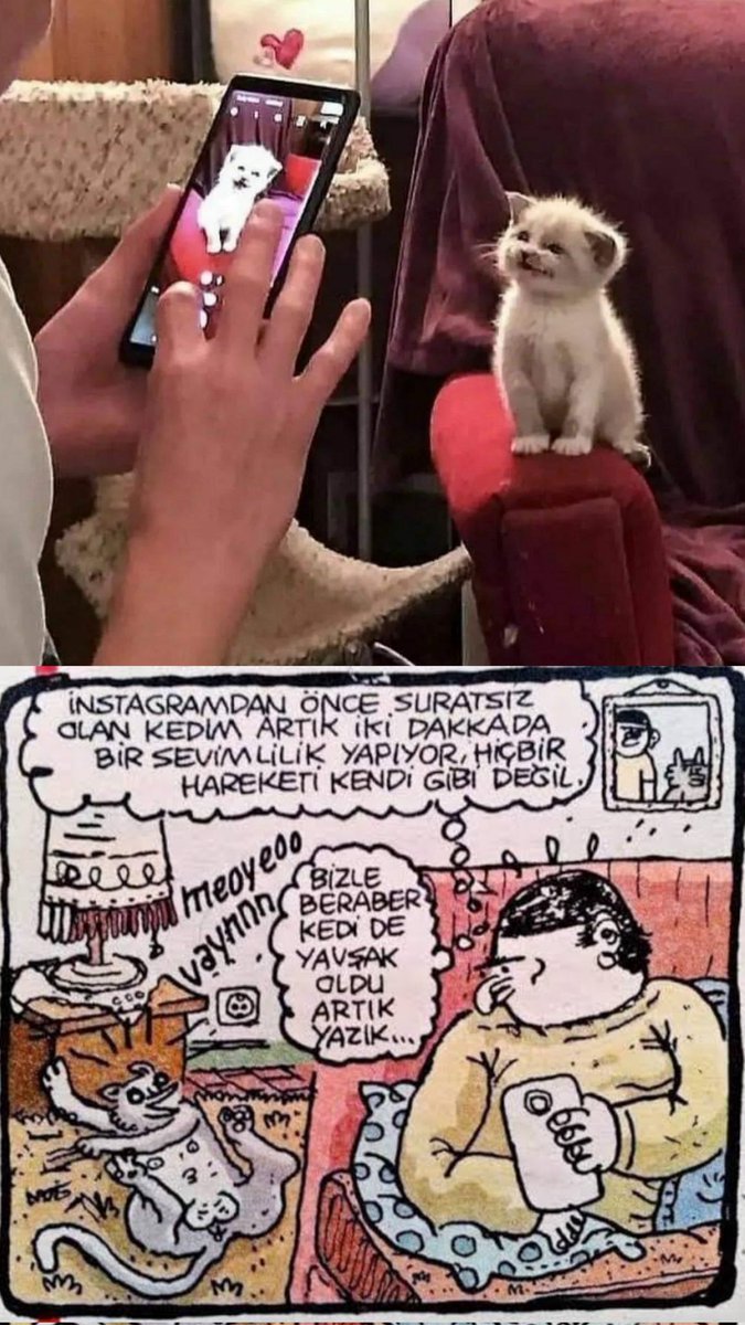 Kedi de yavşak oldu.....
