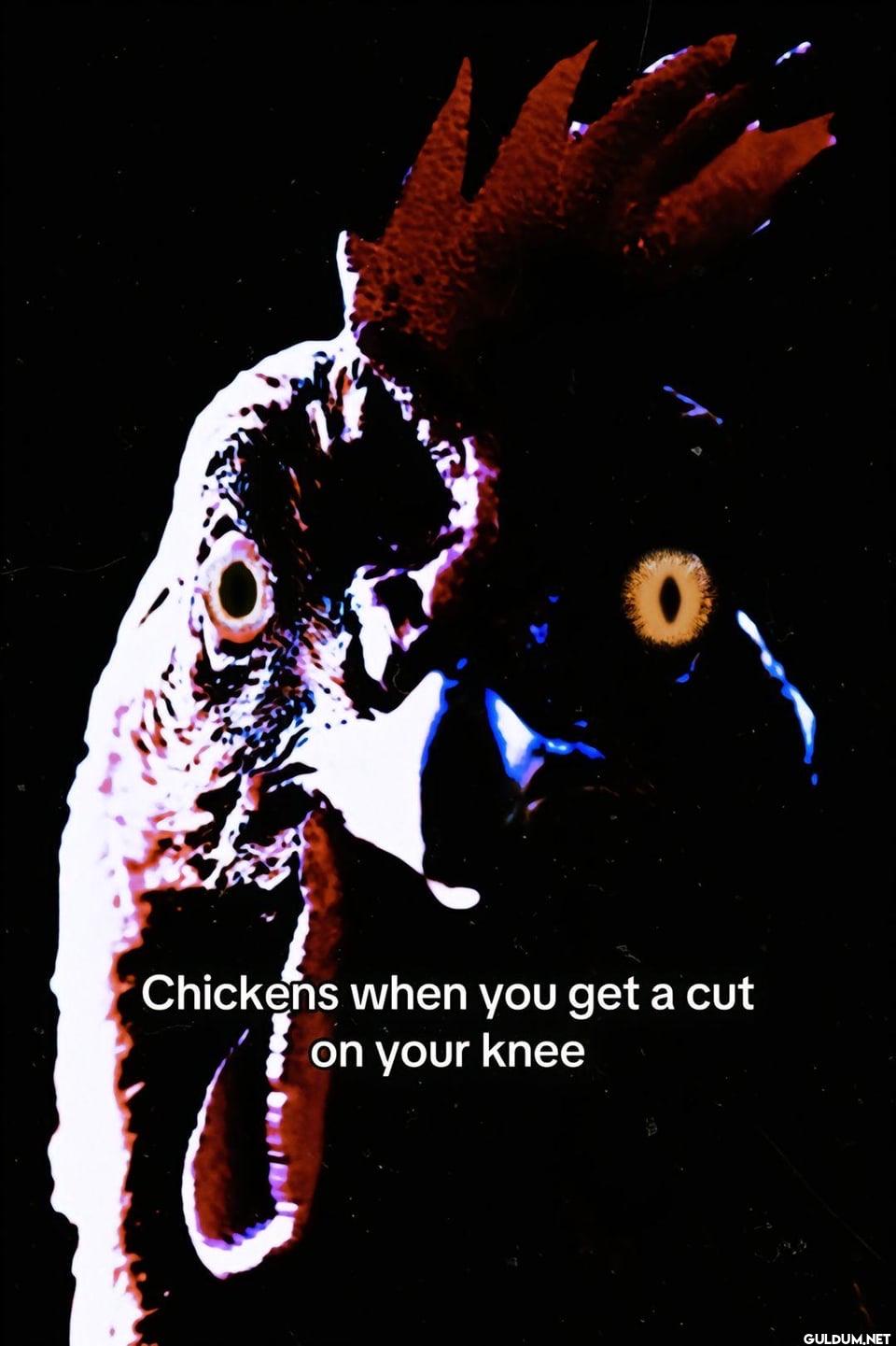 Chickens when you get a...