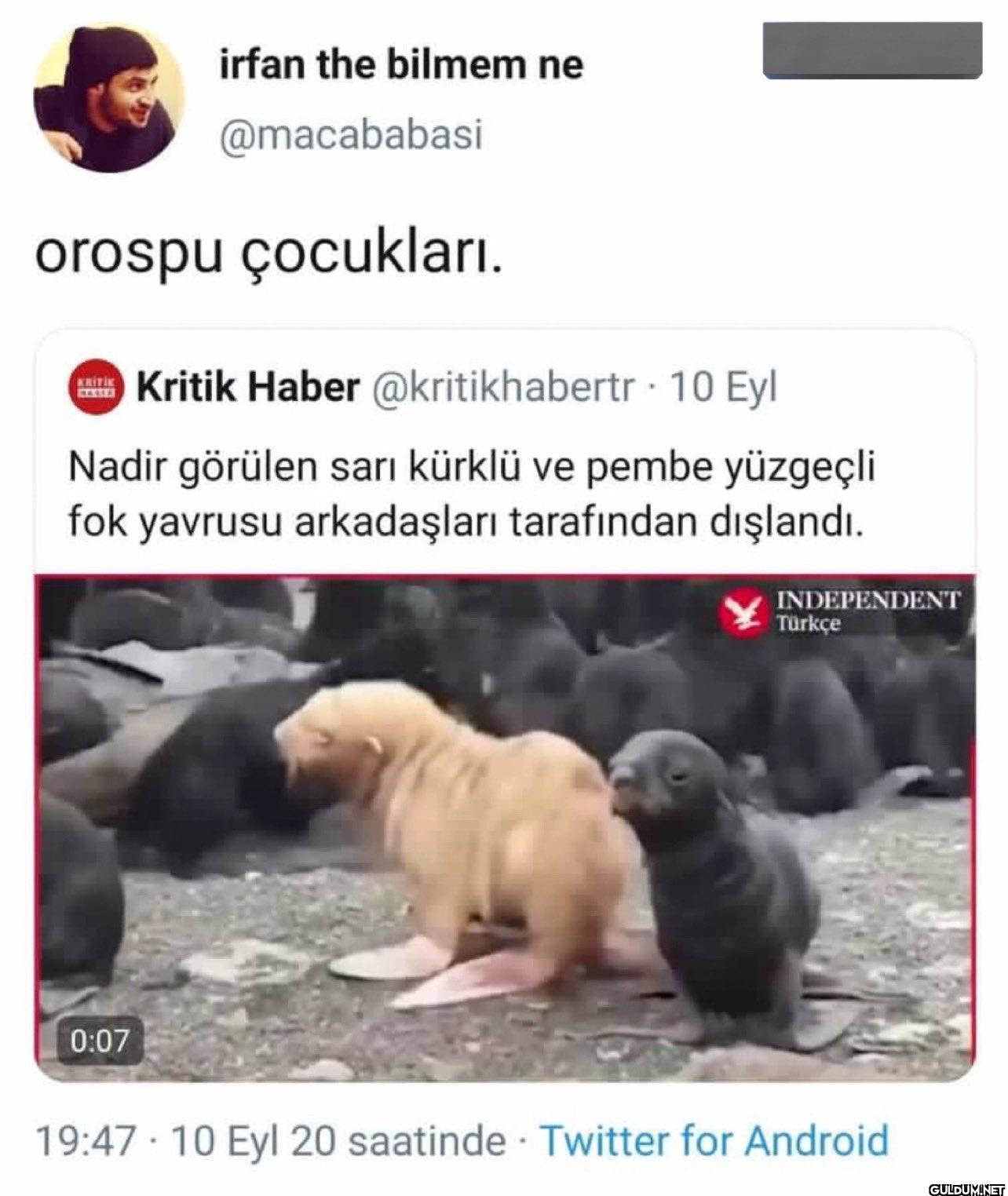 orospu çocukları. Kritik...