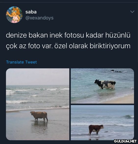 saba @xexandoys denize...