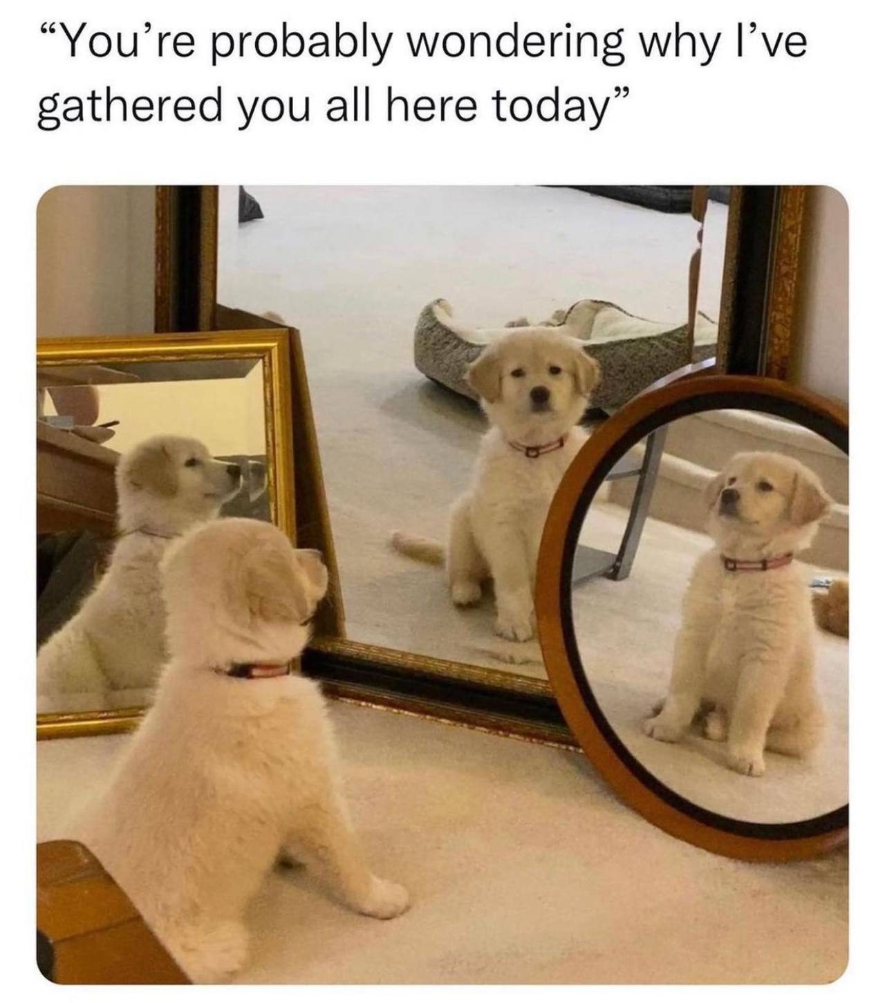 @someones.therapist 🐶  Kaynak